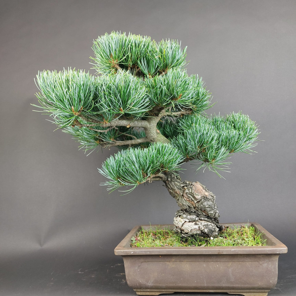 Bonsai - Mädchenkiefer, Pinus Pentaphylla, Japan