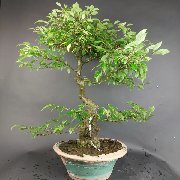 Bonsai - Ilex Serrata, Jap. Winterbeere, weiblich