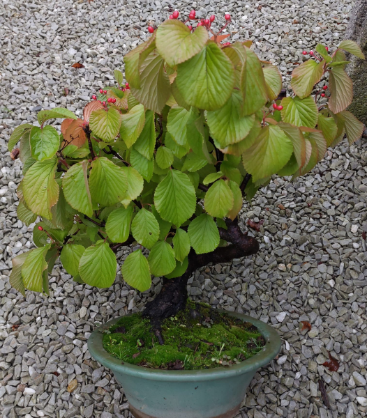 Bonsai - Schneeball, Viburnum Dilatatum