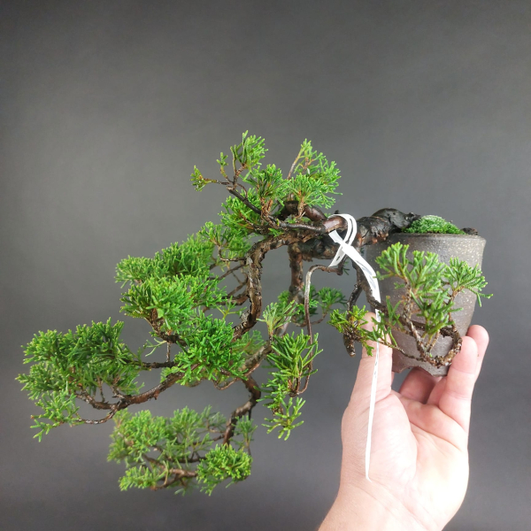 Bonsai - Wacholder, Juniperus Chinensis, Japan
