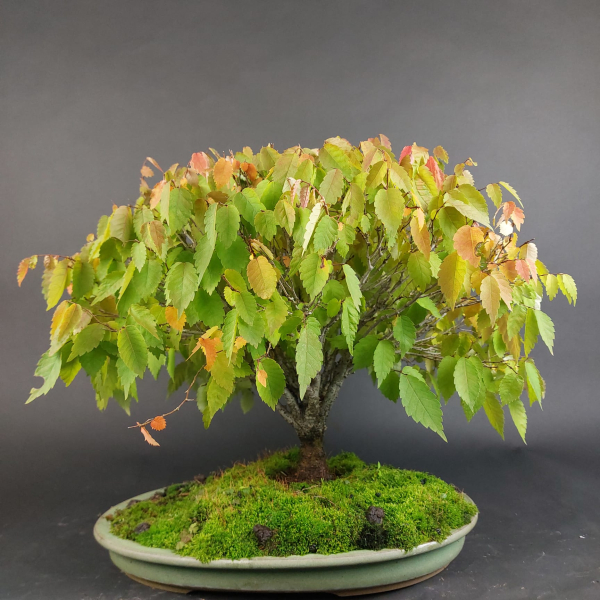Bonsai - Zelkova Serrata