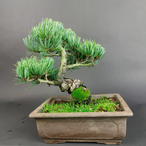 Bonsai - Mädchenkiefer, Pinus Pentaphylla, Japan