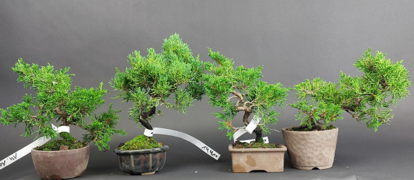 Bonsai - Wacholder, Juniperus Chinensis, Japan, Preis pro Stück/Pflanze