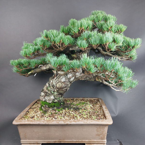 Bonsai - Mädchenkiefer, Pinus Pentaphylla, Japan