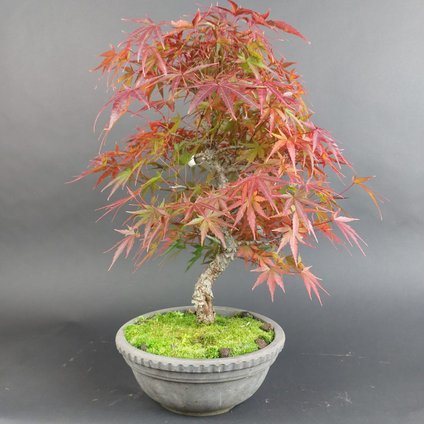 Bonsai - Fächerahorn, Acer Palmatum Arakawa