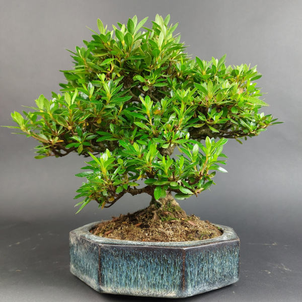 Bonsai - Jap. Satsuki Azalee, Chinzan