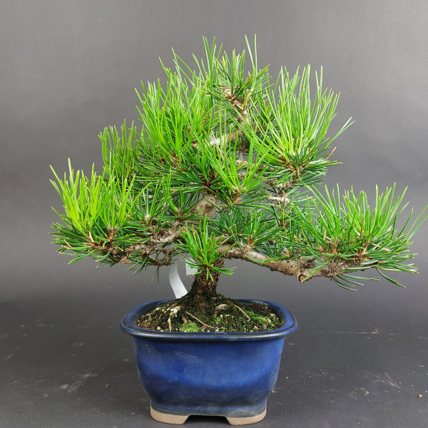 Bonsai - Pinus Thunbergii, Schwarzkiefer, Japan