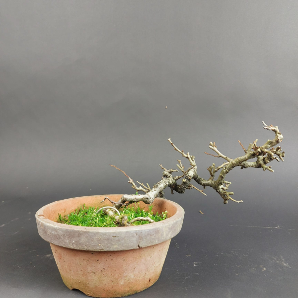 Bonsai - Zierquitte, Chaenomeles speciosa, Chojubai