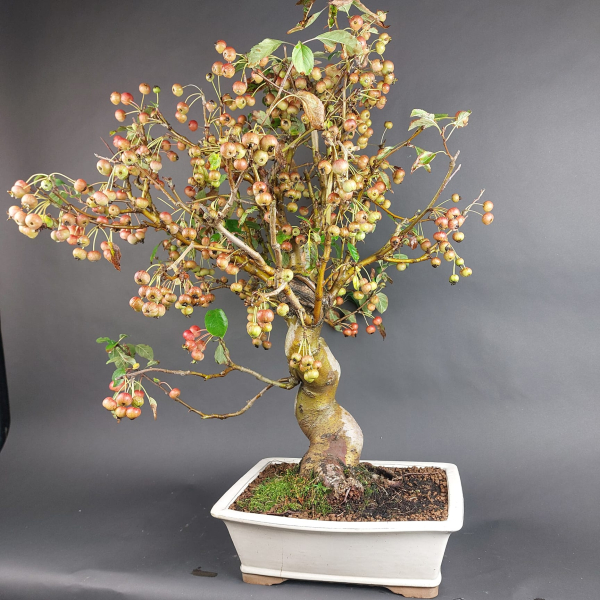 Bonsai - Zierapfel, Malus Halliana
