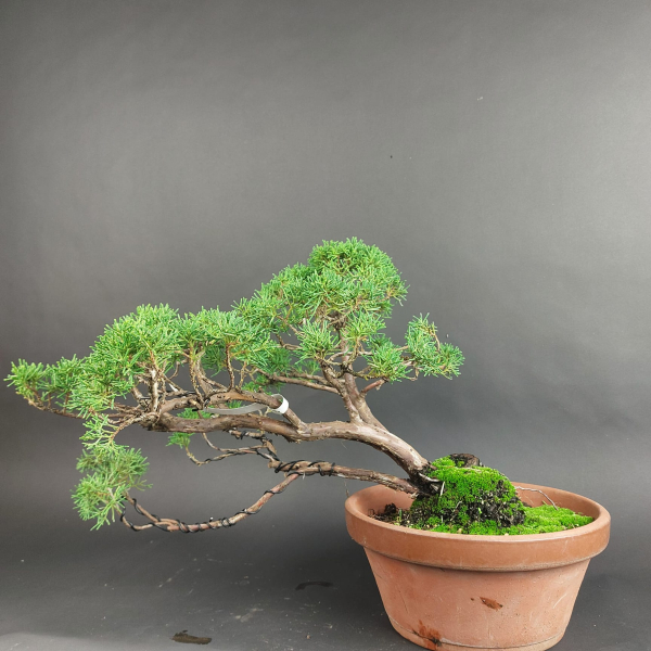Bonsai - Wacholder, Juniperus Chinensis