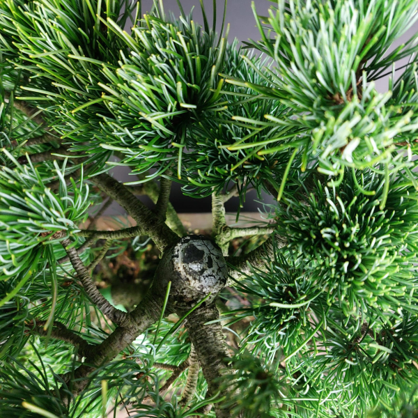 Bonsai - Mädchenkiefer, Pinus Pentaphylla, Japan