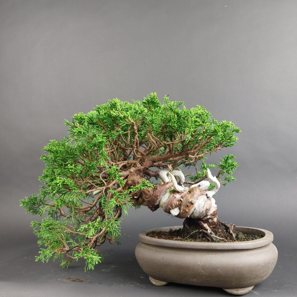 Bonsai - Wacholder, Juniperus Chinensis, Shohin, Japan