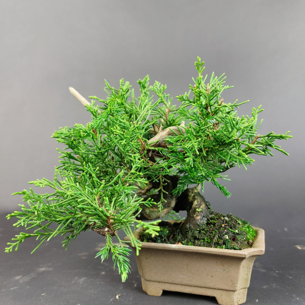 Bonsai - Wacholder, Juniperus Chinensis, Shohin