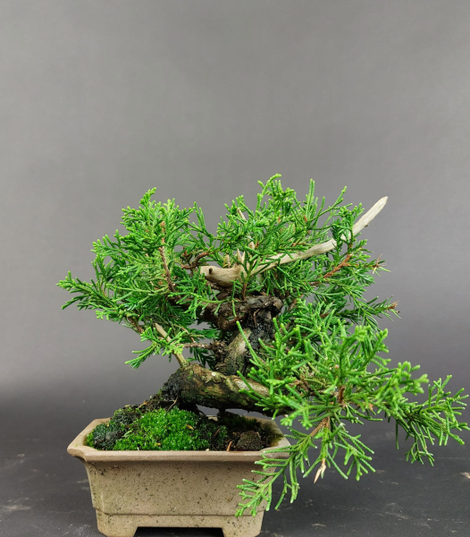 Bonsai - Wacholder, Juniperus Chinensis, Shohin