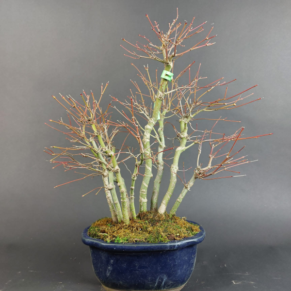 Bonsai - Fächerahorn, Acer Palmatum
