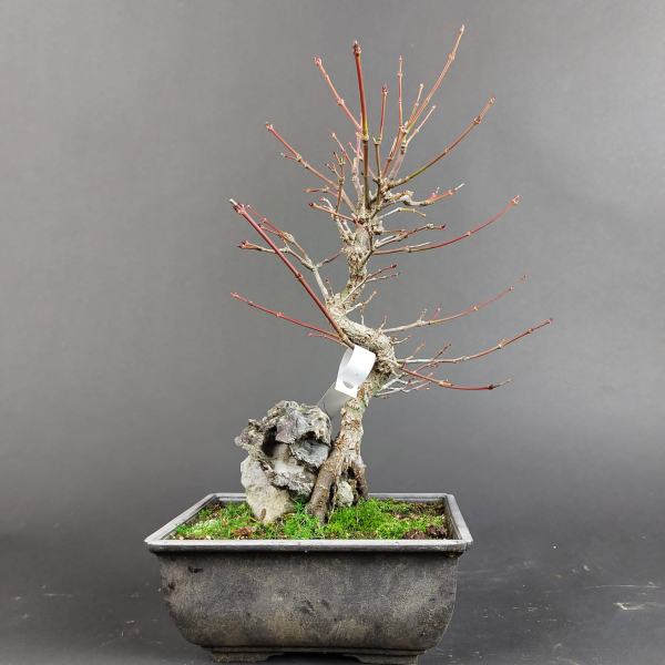 Bonsai - Fächerahorn, Acer Palmatum Arakawa Rock