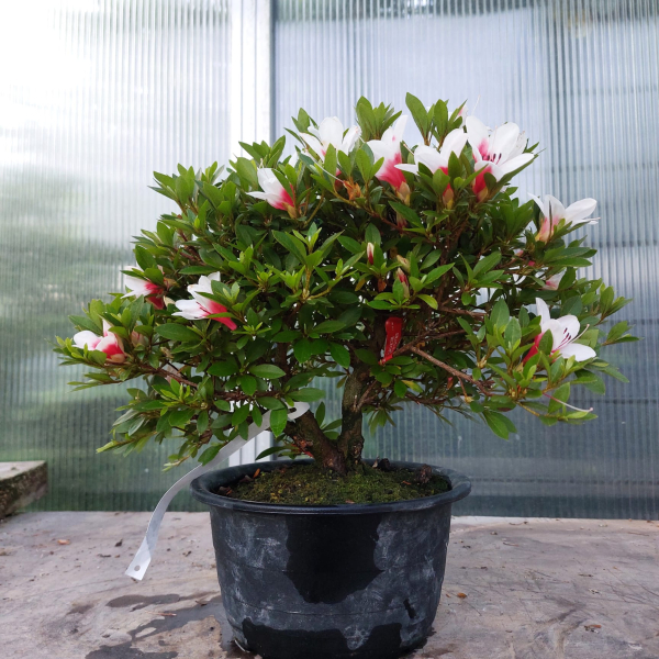 Bonsai - Jap. Satsuki Azalee, Hi no Maru
