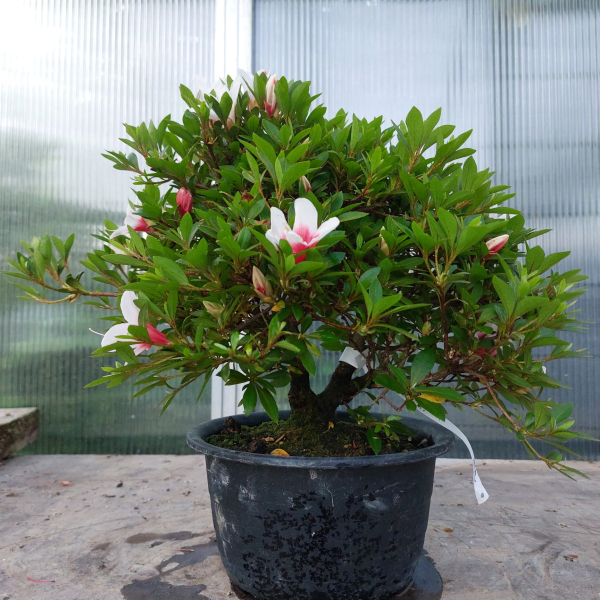 Bonsai - Jap. Satsuki Azalee, Hi no Maru