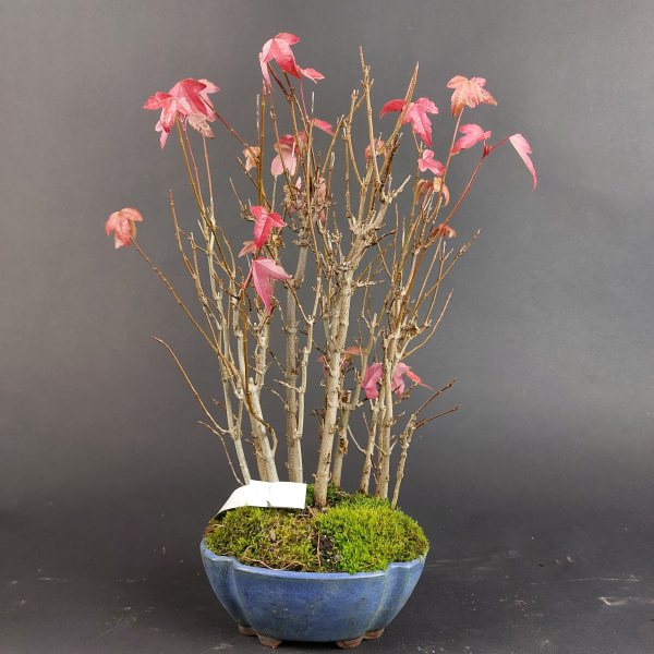 Bonsai - Dreispitzahorn, Acer Buergerianum Forest