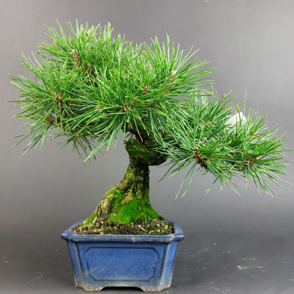 Bonsai - Schwarzkiefer, Pinus Thunbergii, Japan