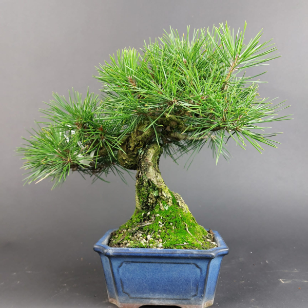 Bonsai - Schwarzkiefer, Pinus Thunbergii, Japan