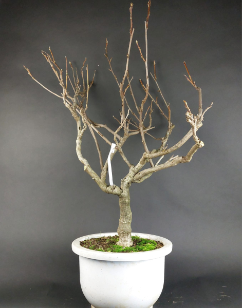 Bonsai - Wisteria Blauregen, Japan