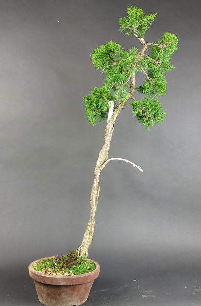 Bonsai - Wacholder, Juniperus Chinensis Literat, Japan