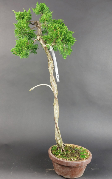 Bonsai - Wacholder, Juniperus Chinensis Literat, Japan