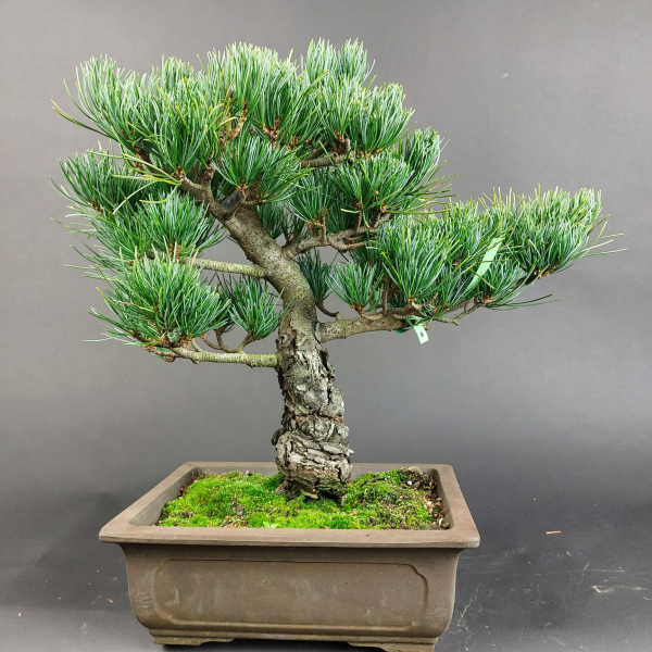 Bonsai - Mädchenkiefer, Pinus Pentaphylla, Japan