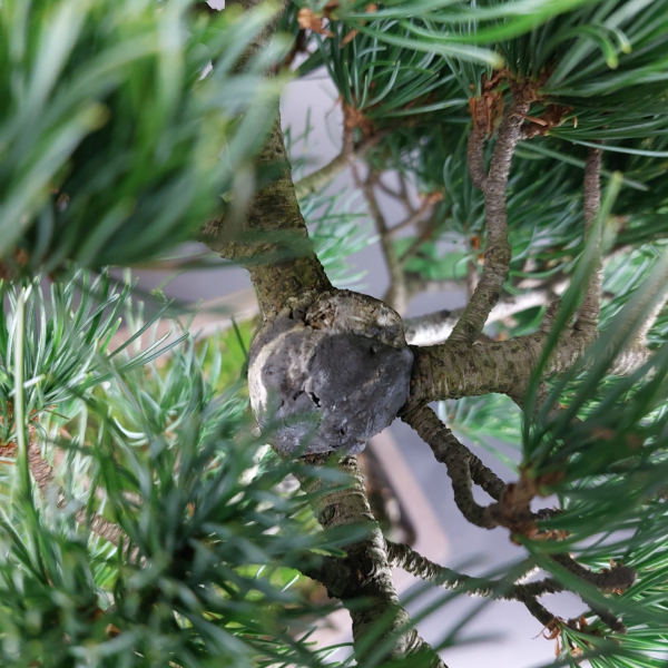 Bonsai - Mädchenkiefer, Pinus Pentaphylla, Japan