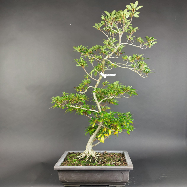 Bonsai - Jap. Satsuki Azalee, Shiho no Tsuki