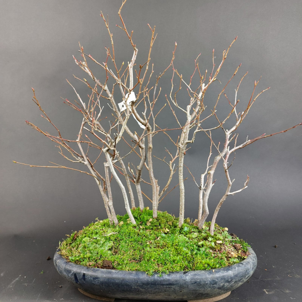 Bonsai - Carpinus Laxiflora Forest
