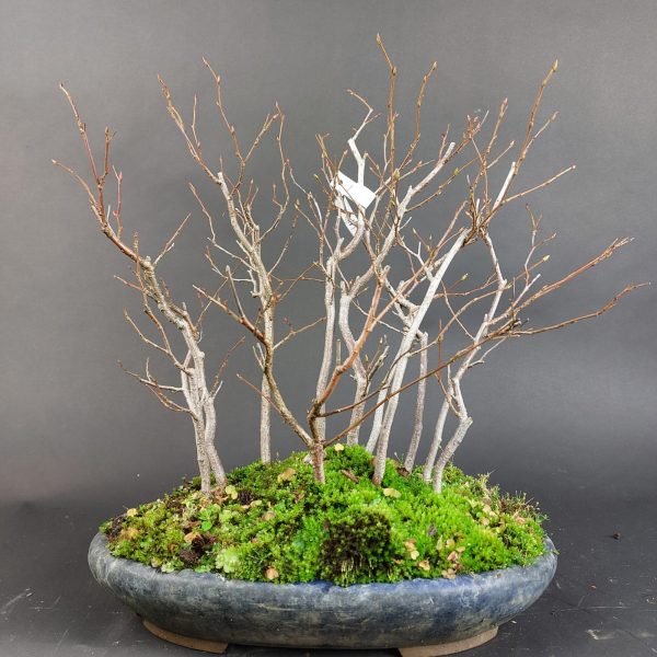 Bonsai - Carpinus Laxiflora Forest