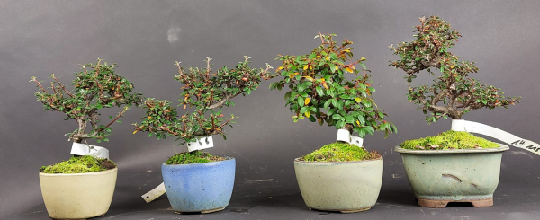 Bonsai - Zwergmispel, Cotoneaster horizontalis, Shohin, Japan, Preis pro Stück/Pflanze