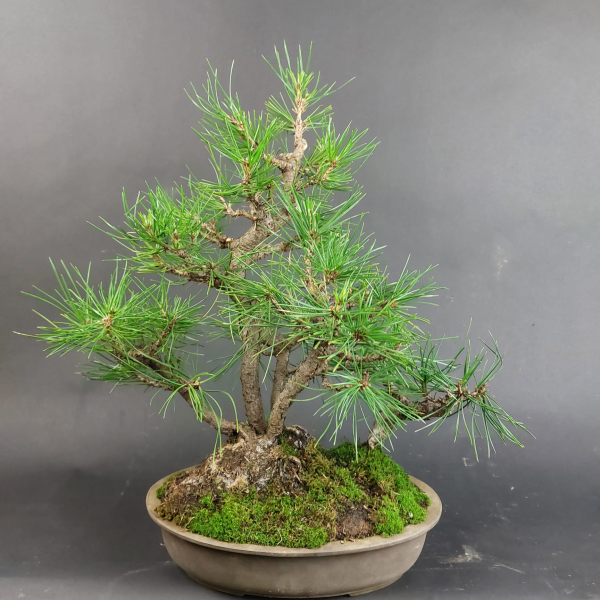 Bonsai - Schwarzkiefer, Pinus Thunbergii, Japan