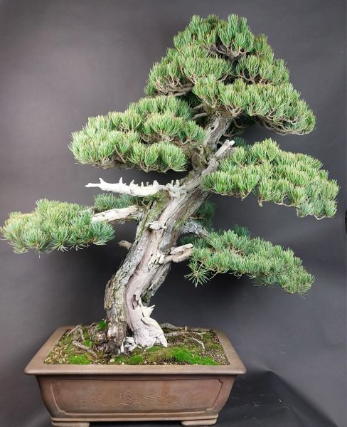 Bonsai - Mädchenkiefer, Pinus Pentaphylla, World Bonsai Convention, Saitama