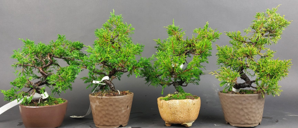Bonsai - Wacholder, Juniperus Chinensis, Japan, Preis pro Stück/Pflanze