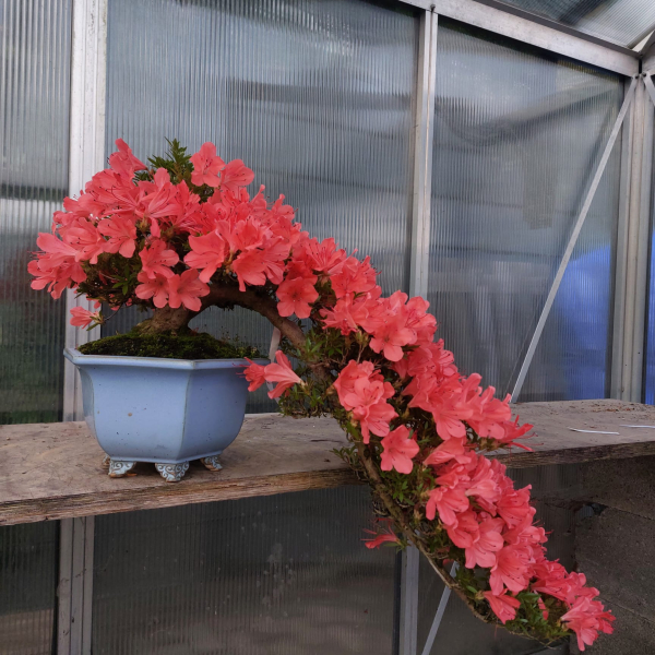 Bonsai - Jap. Satsuki Azalee, Togenkyo