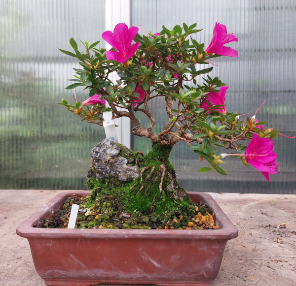 Bonsai - Jap. Satsuki Azalee, Hoshi no Kagayaki