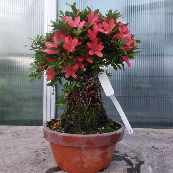 Bonsai - Jap. Satsuki Azalee, Goho-no-Hikari