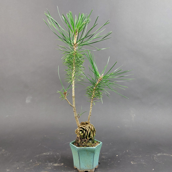 Bonsai - Schwarzkiefer, Pinus Thunbergii, Japan