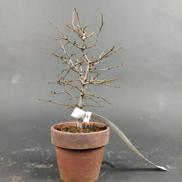 Bonsai - Zelkova Serrata