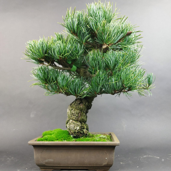 Bonsai - Mädchenkiefer, Pinus Pentaphylla, Japan