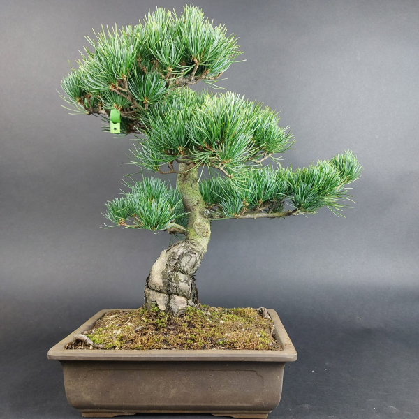 Bonsai - Mädchenkiefer, Pinus Pentaphylla, Japan