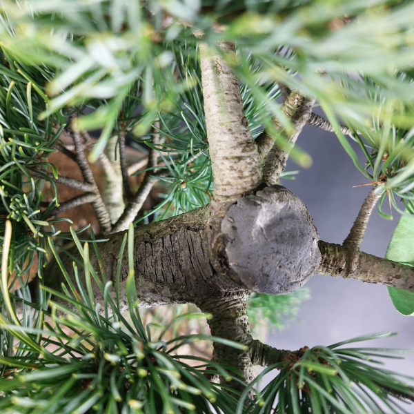 Bonsai - Mädchenkiefer, Pinus Pentaphylla, Japan