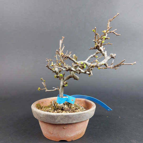 Bonsai - Zierquitte, Chaenomeles speciosa, Chojubai, weiß