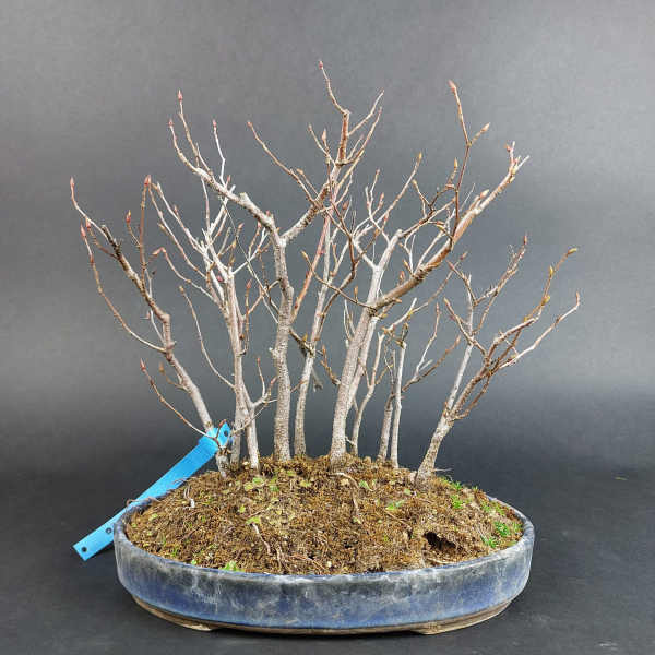 Bonsai - Hainbuche, Carpinus Laxiflora, Japan