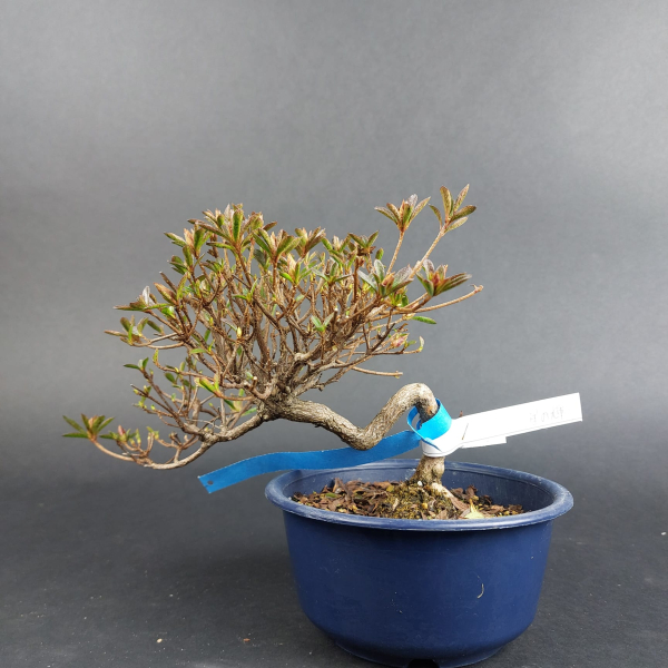 Bonsai - Jap. Satsuki Azalee, Hoshi no Kagayaki, Shohin