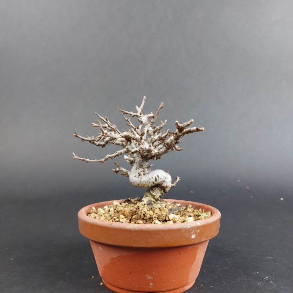 Bonsai - Zierquitte, Chaenomeles speciosa, Chojubai