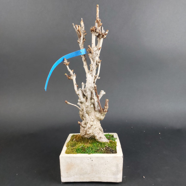 Bonsai - Ginkgo Biloba, Japan